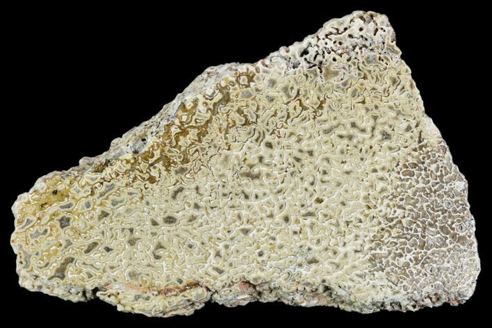 Polished Dinosaur Bone (Gembone) Section - Morocco #107171